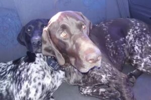 Adiestramiento y Pensionado Canino