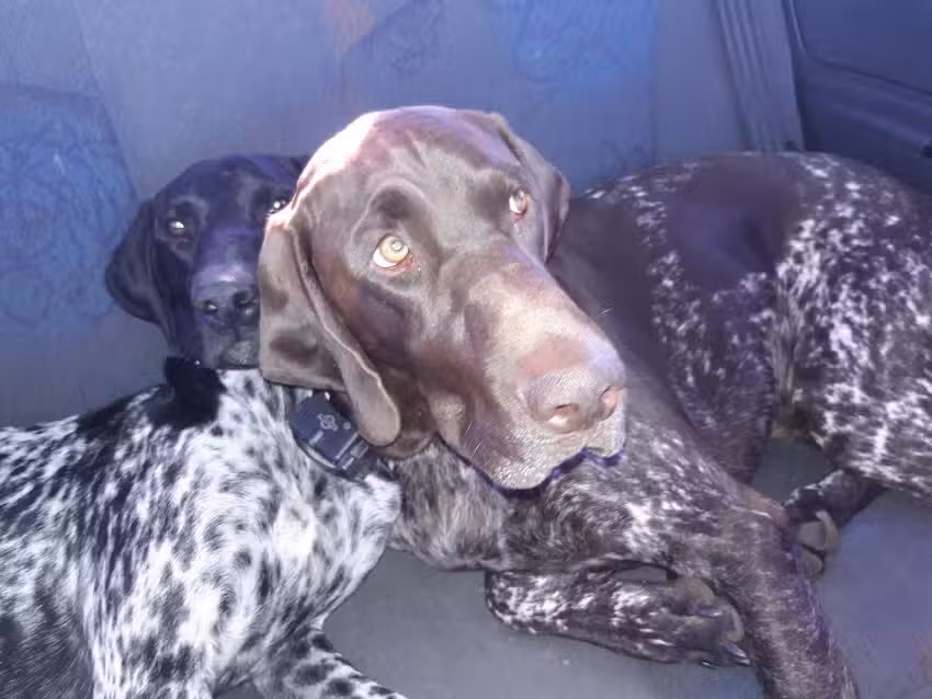 Adiestramiento y Pensionado Canino