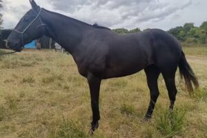 Cabaña y Stud Don Gabriel