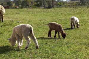 Establecimiento Sauce Solo