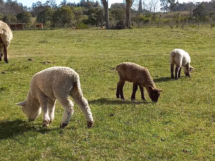 Establecimiento Sauce Solo