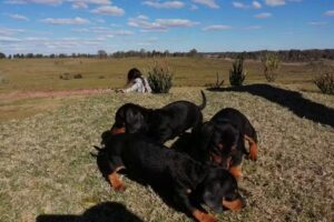 Master Dog Escuela & Hotel Canino