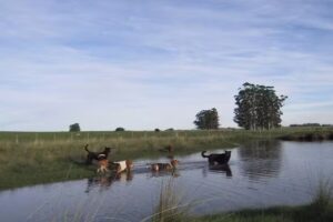 Pensionado canino Caypé