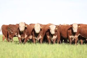 San José Del Yaguari