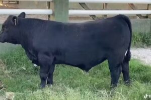 Santa Lucía Effinger