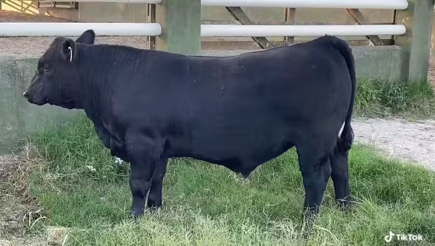 Santa Lucía Effinger